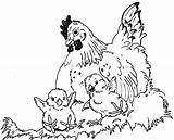 Hen Hens Chickens Clipart Gallinas Oocities Dro sketch template
