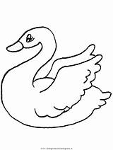 Schwan Animali Cigno Swans Disegno Cisne Malvorlage Acquatici Colorear Colouring Ausmalbild Cisnes sketch template