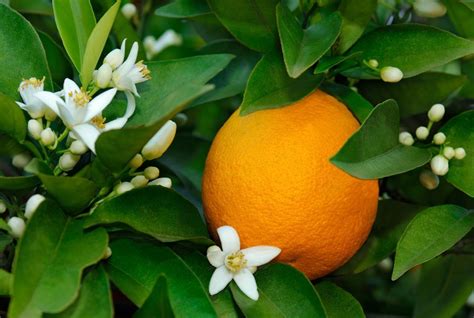 citrus sinensis orange  white blossoms revista jardins