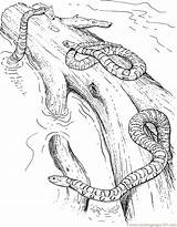 Snake Coloring Corn Pages Snakes 37kb Drawings Coloringpages101 sketch template