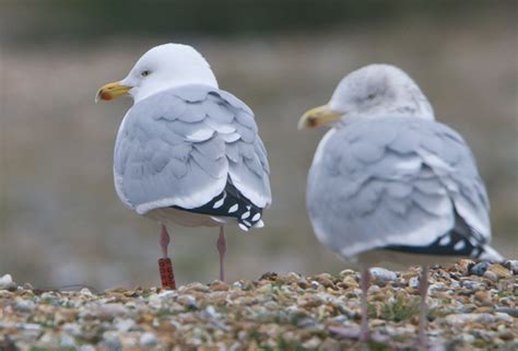 Ploddingbirder Colour Ringed Herring Gulls