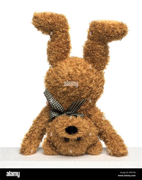 teddy bear standing   head stock photo alamy
