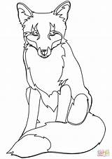 Fuchs Volpe Foxes Rossa Pixabay Ermellino Kostenlose sketch template