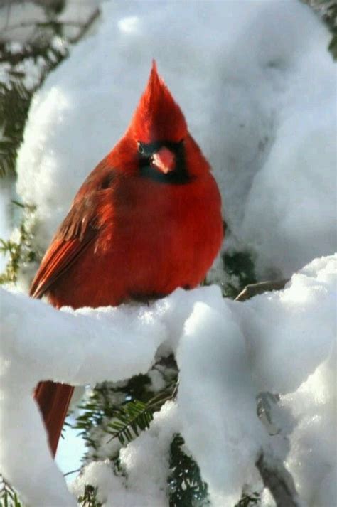 images   cardinal christmas  pinterest bird feeders