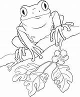 Frog Clip Clipart Drawing Line Coloring Pages Frogs Cute Tree Drawings Colouring Bing Puerto Rico Cliparts Kids Adult Library Animal sketch template