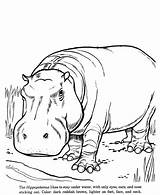 Coloring Drawing Animal Pages Hippopotamus Drawings Zoo Hippo Animals Kids Wild Color Realistic Sheets Outline Printable Line Face Fun Patterns sketch template