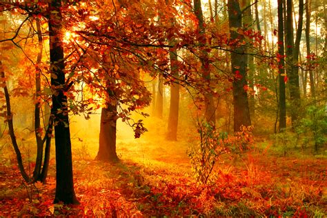 zloto czerwony jesienny las  porannym sloncem  mgle