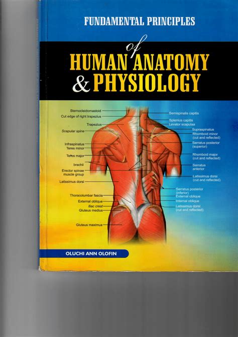 masters  anatomy book   psadoanime