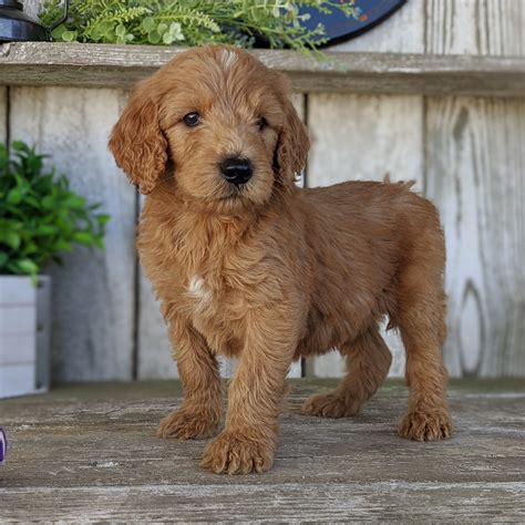 fb standard goldendoodle male id  central park puppies