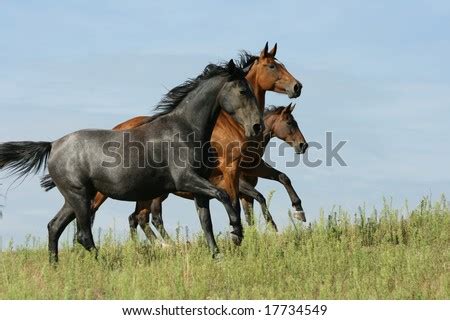 horses running stock photo  shutterstock