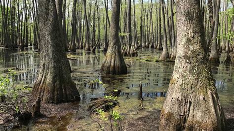 group sends  friend request  illinois underappreciated nature preserves chicago