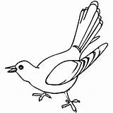 Bird Cuckoo Singing Coloring Pages Drawing Getdrawings sketch template