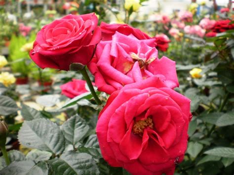 mpv landskap  nurseri mawar  mawar
