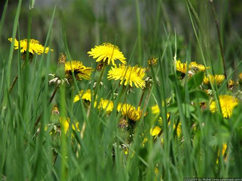 quiz  evolved  grass  flowers paleocave blog