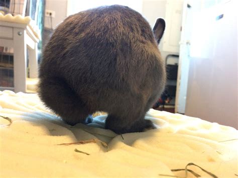 Pin On Boogedi Rabbit