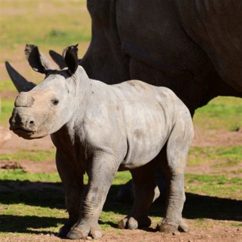 thriving planet  adorable baby rhino   named