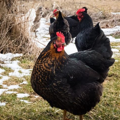 raising black star chickens breed facts