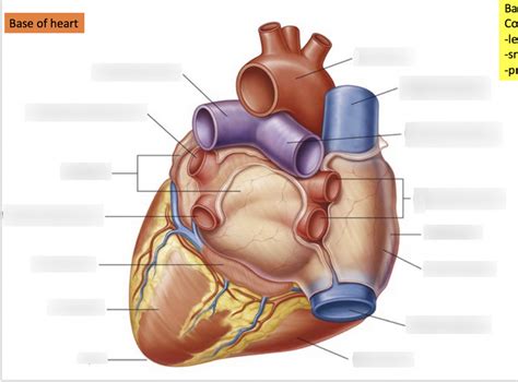 base  heart diagram quizlet