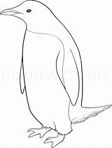 Penguin Pinguin Penguins Dragoart sketch template
