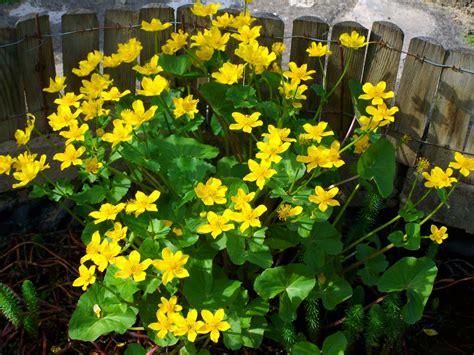 images gratuites printemps jardin flore fleur jaune fleur sauvage
