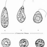 Euglena Shafiq Rehman Ur sketch template