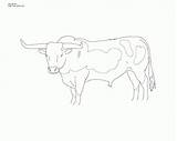 Coloring Longhorn Texas Pages Head Library Clipart Coloringhome Popular Line sketch template