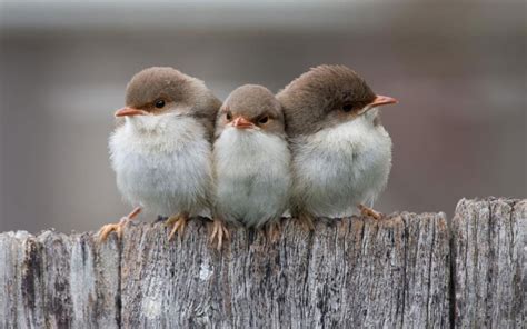cute birds wallpaper
