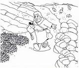 Coloring Sower Parable Pages Seed El Scattering Soil Sembrador Para La Into Bible Places Rock Sketch Printable Que Color Colouring sketch template