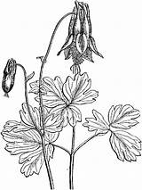 Columbine Pages Coloring Flower Flowers Drawing Recommended Printable Getdrawings sketch template