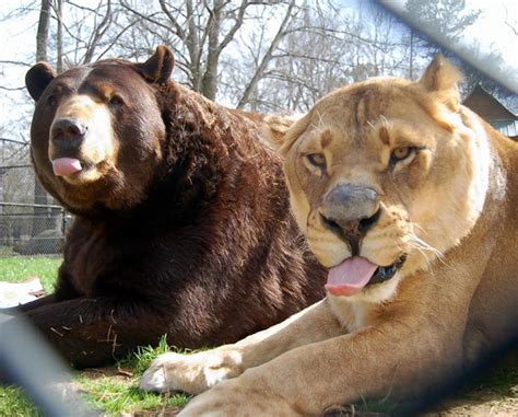 Lion Tiger Bear Are Best Friends At Georgia Exotic