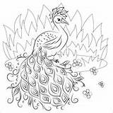 Coloring Peacock Peacocks sketch template