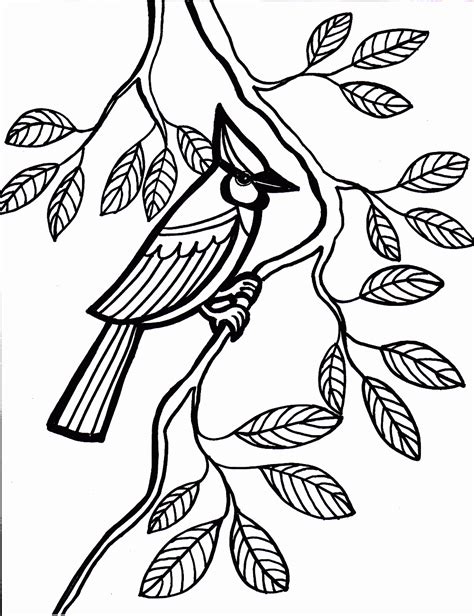 simple blue jay coloring page coloring pages