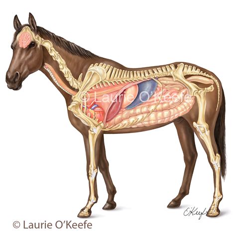 veterinary laurie okeefe illustration