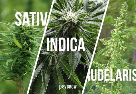 types  marijuana plants  definitive article