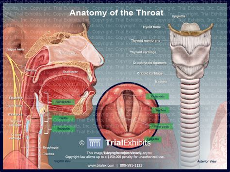 anatomy of the throat trialexhibits inc