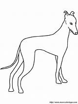 Greyhound Galgo Whippet Windhund Perros Coloriage Levriero Disegno Ausmalbilder Colorare Sheets Grey Colorier Ausmalbild Hound Posto Cambiare Potete Tutto Sara sketch template
