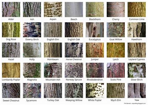 sweet chestnut chestnut horse tree bark identification lombardy poplar identifying trees