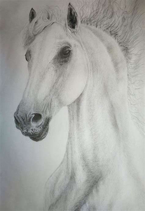 pencil drawing realistic white horse  ivan kamenski