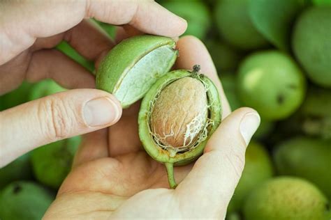 · 4) sapone e acqua: Mallo di noce: cos'Ã¨, proprietÃ , usi e ricette fai da te