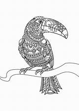 Toucan Vogel Erwachsene Uccelli Adulti Justcolor Adultos Mandalas Animali Toekan Dieren Kleurplaten Oiseaux Vorlagen Bestcoloringpagesforkids Adultes Colorier Coloriages Ausdrucken Pagine sketch template