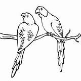 Parakeet Breadcrumb Coloringsun sketch template