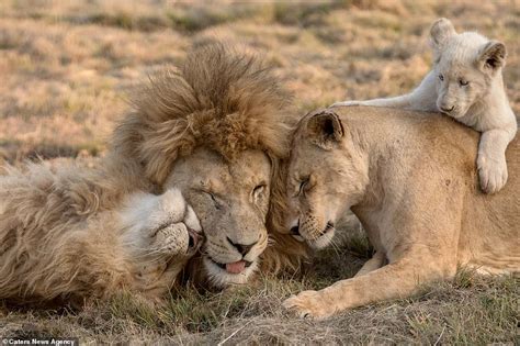 heartwarming moment south african pride of lions embrace in an