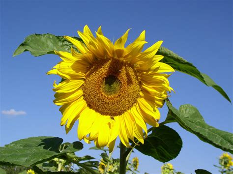 sunflower   sarkytob