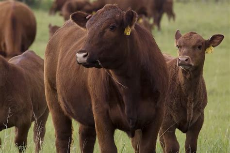 tips  improving profit   calf operations pro earth animal health