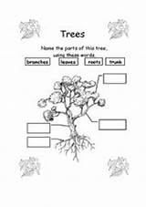 Tree Parts Part Printable Worksheet Worksheets Kindergarten Label Worksheeto Plant Via sketch template