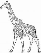 Giraffe Giraf Topkleurplaat Educativeprintable Printable Dieren sketch template