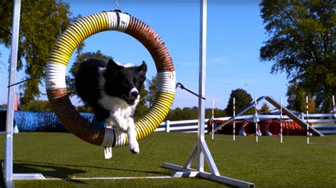 dogs  tricks  super slow motion