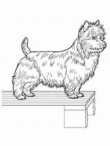 Terrier sketch template