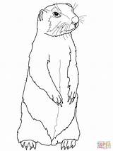 Prairie Dog Coloring Pages Drawing Gopher Printable Supercoloring Getdrawings Squirrel Ground Choose Board Sheets Categories sketch template