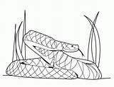Coloring Python Snakes Cobra Coloringhome Burmese Reptiles Clipartmag sketch template